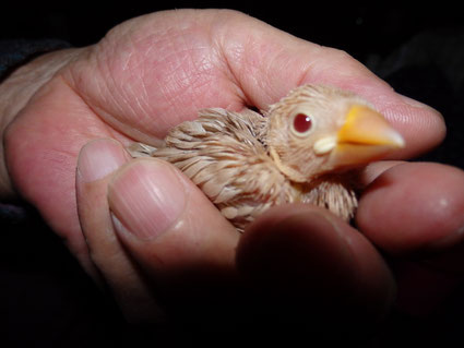 手乗りクリーム文鳥が仲間入りしました。