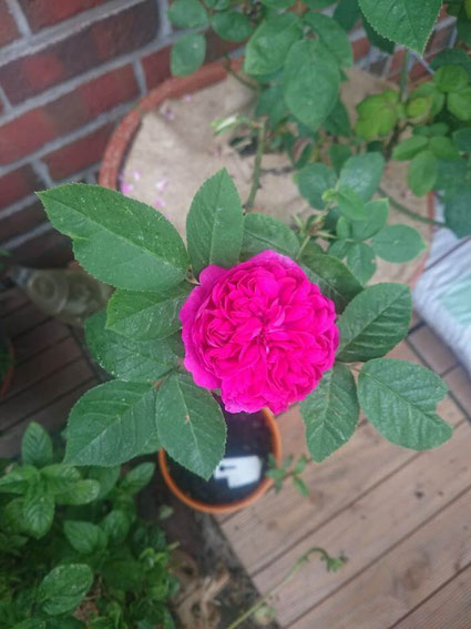 Rose de Resht, magenta, von oben