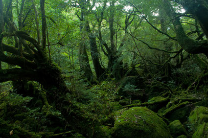 屋久島の原生林