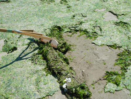 海藻回収の様子