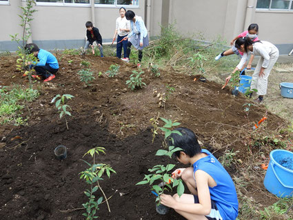 小学校での植樹の様子