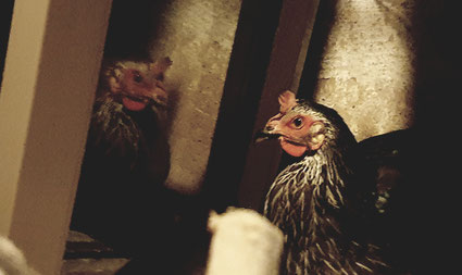 Huhn Lucinda in Selbstisolation