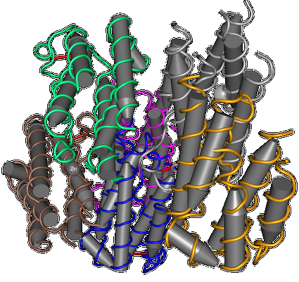 Cette représentation de la structure tridimensionnelle d'un interféron α met en évidence les nombreuses hélices alpha qui le composent (signalées par les cylindres gris), organisées en domaines indiqués chacun par une couleur.  Wikimedia