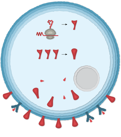 L'ARNm quitte le noyau et les molécules de la cellule lisent sa séquence et commencent à assembler des protéines de pointe.Certaines des protéines de pointe produites par la cellule forment des pointes qui migrent vers sa surface.