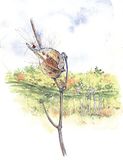 Illustration de Beverly Duncan, tirée de « The Milkweed Lands » d'Eric Lee-Mäder