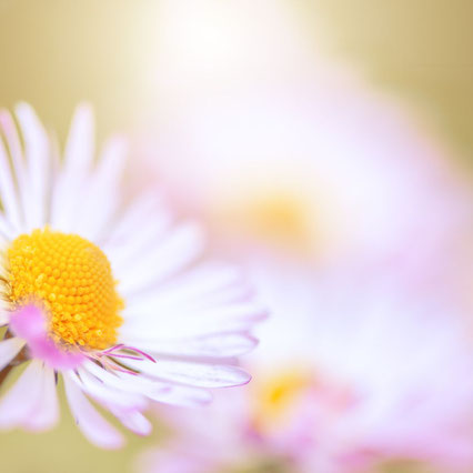 Blüte