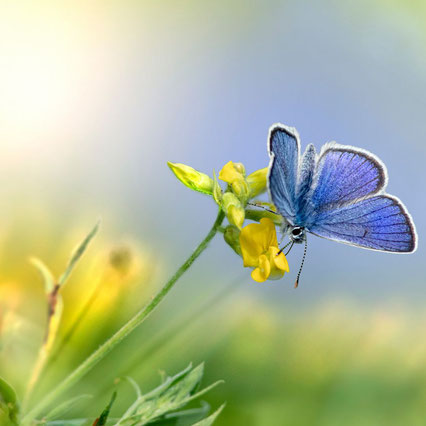 Schmetterling an Blüte