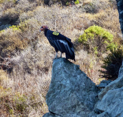 Rare California Condor - we watched him (or her?) fly away!