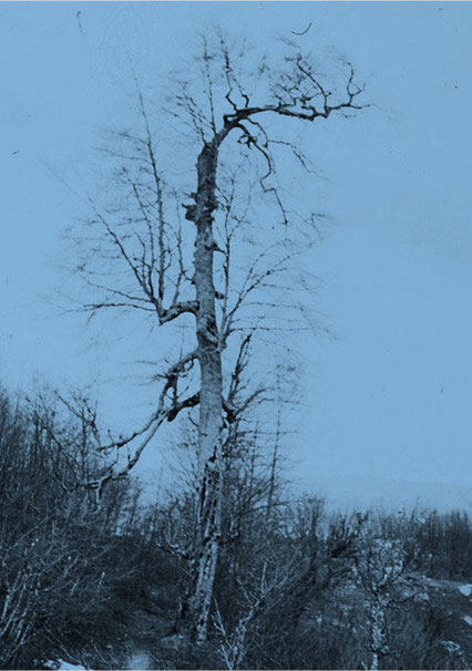              Old Beech, 1983. (Mountain Kita, Montenegro)