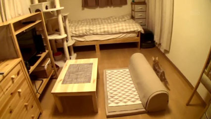 キャットタワーがありますねー。綺麗な部屋だ。そして、右端に、するめちゃん♪