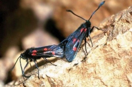 Z. persephone (Haut Atlas central) (Photo Axel Hofmann)