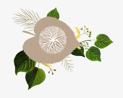 Linden-Blätter Äste gezeichnet
