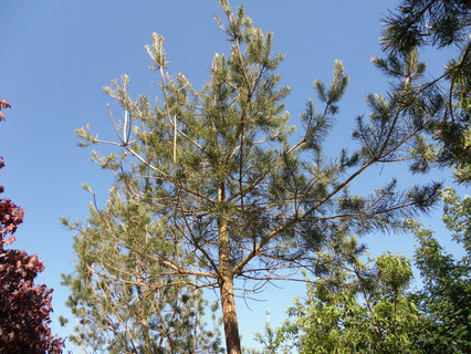 A pine tree