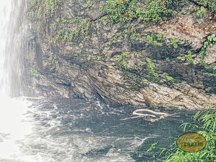 Schlange im Wasser in Thailand