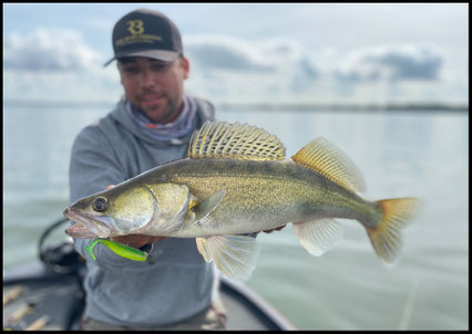 Reel Shad Hot Lemon - Gummifisch für Zander