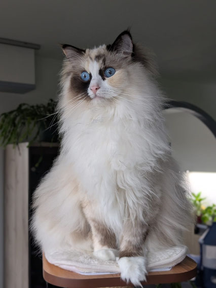 Seal tortie mitted