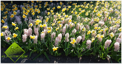 Parterre de jonquilles et de jacinthes au printemps. Photo prise lors d'une de nos visites à Keukenhof ©Plastiflor