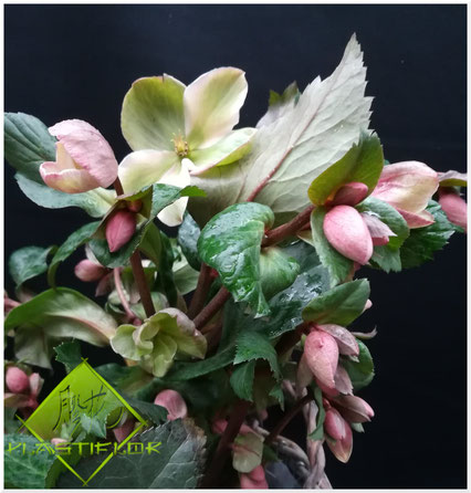 Hellébore Orientalis ©Plastiflor