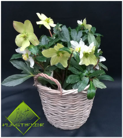Hellébore Orientalis ©Plastiflor