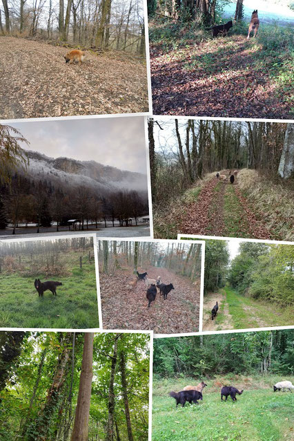 Nos chiens vivent à la maison et en chenil la nuit. Ils sont sortis quotidiennement en liberté dans les bois et participent tout au long de l'année aux expositions de beauté nationales et internationales en France et en Europe.  Nous veillons à ce que les