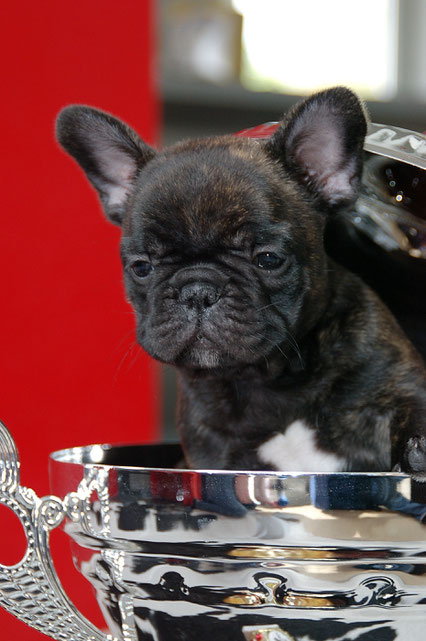 A star is born! Berenice la Reine d'Ovilava im Besitz von Familie Pramberger, Germany ist  Veteraneneuropasieger 2019, Intern. Champion, Deutscher Champion, Bundessieger, Jahrhundertjugendsieger etc...