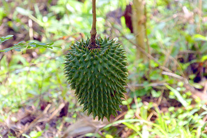 Guanabana, Stachelannone, Annona muricata