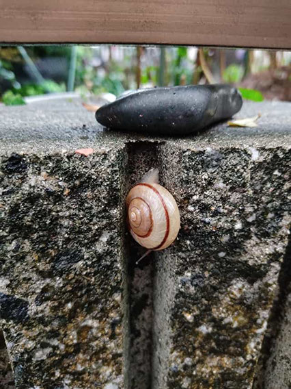 なんだか少しまえ、梅雨のような雨が続きましたよね。