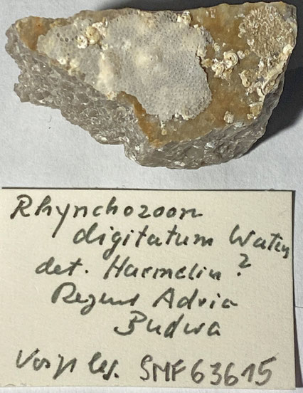 Senckenberg, Bryozoa, Bryozoen, Moostierchen, Sammlung Voigt