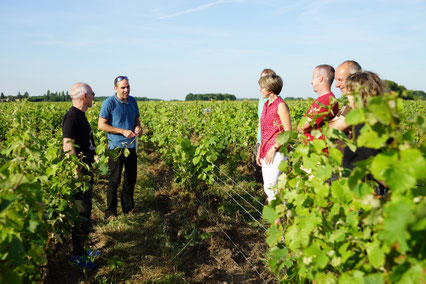 VinoLoire - Vincent Delaby - Excursions privilégiées dans les domaines vignobles du Val de Loire - Vignes, vélo et patrimoine