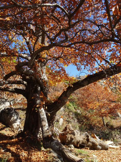 CASTAÑO DEL COTANILLO. ZARZALEJO. MADRID.