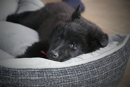 cama para perro