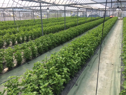 生産者情報 - 株式会社ノート-農人-HOME