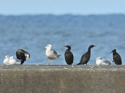 防波堤の鳥
