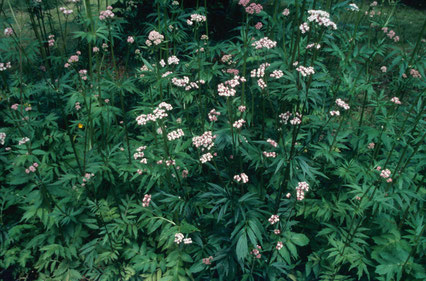 Valerian (wildflowers).