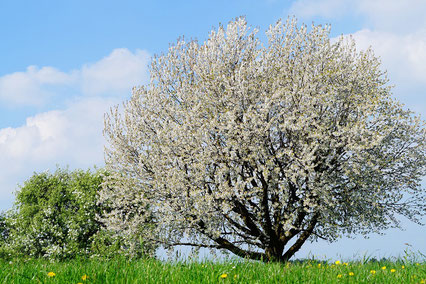 Streuobst für Schnaps Destille Bodensee