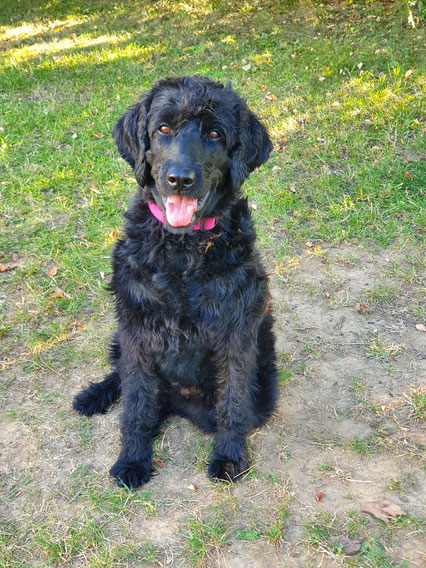 Der Labradoodle Labradoodle Zucht Webseite