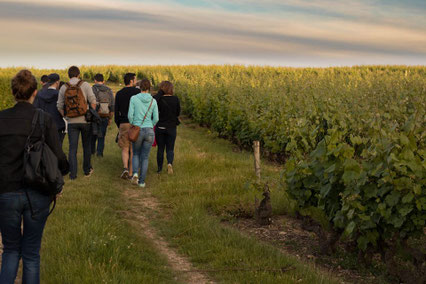 photo-by-Emilie-Boillot- guided-walk-and-guided-tours-in-Vouvray-vineyard-wine-tasting-Loire-Valley-Amboise-Tours