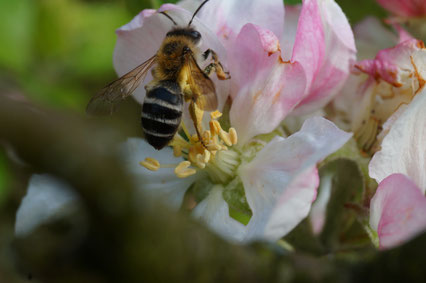 Bei einer ökologischen Gartenberatung mit Johannes Dietrich erfährst Du welche Insekten welche Blüten bestäuben.