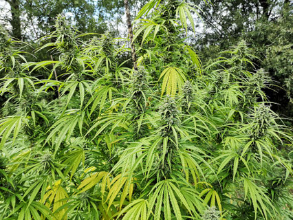 CBG cannabis light