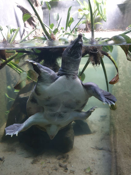 Schildkrötenstation im Nationalparkt von Cuc Phuong bei Ninh Binh