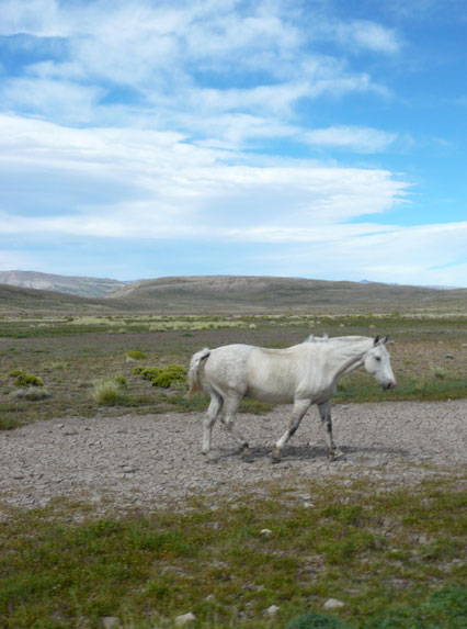 weisses Pferd in der Pampa von Argentinien
