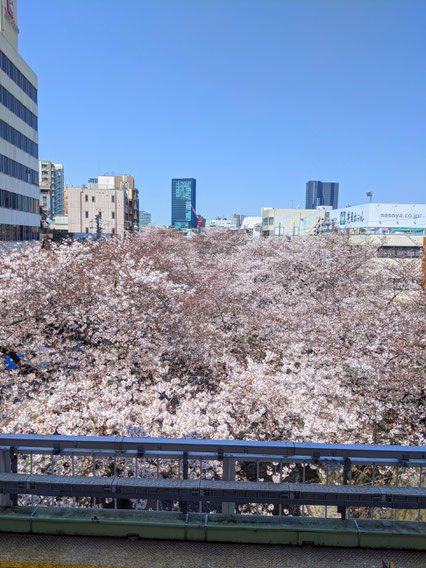 中目黒駅ホームから目黒川の桜