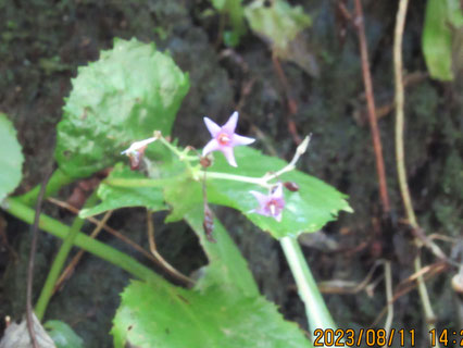 自然観察：僅かに咲き残ったイワタバコの小さな花