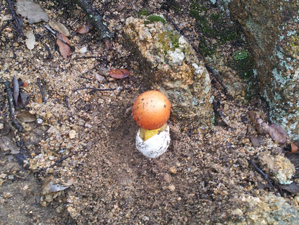 Ou de Reig encontrado en las montañas de Tossa de Mar