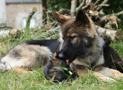 Chien de berger de l'Allemagne de l'Est