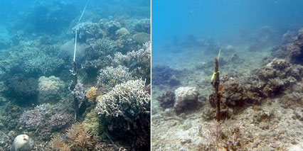 Australia's north-west oceanic shoals support the highest fish diversity for middle light level coral reefs (20─80 metre depth) globally. Image © AIMS