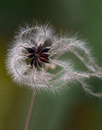 zwei zarte Mohnblumenblüten