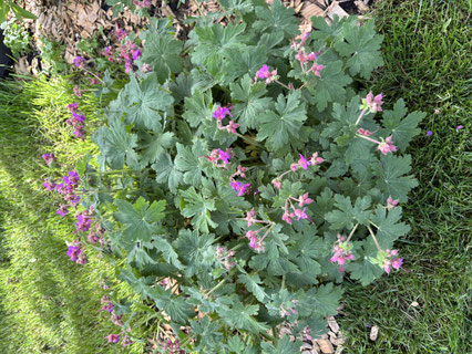 Geranium Bodendecker