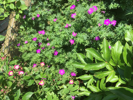 Geranium Bodendecker