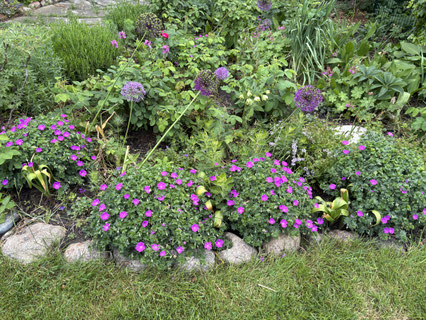 Geranium Bodendecker